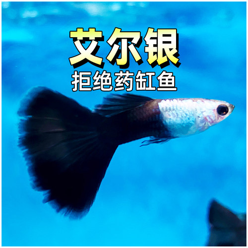 艾尔银熊猫天空蓝纯种孔雀鱼