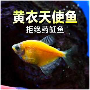 黄衣天使鱼活体七彩群鱼观赏鱼淡水斑马鱼热带鱼观赏鱼好养包活
