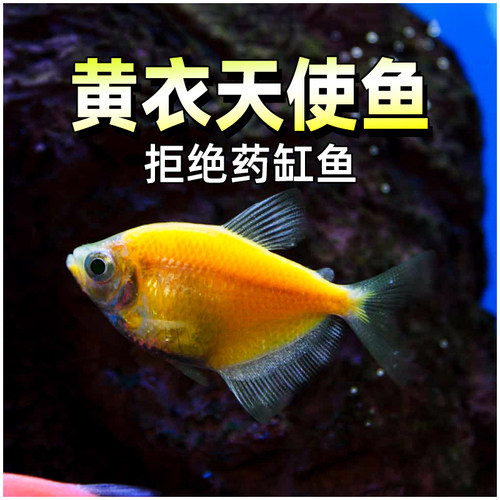 黄衣天使鱼活体七彩群鱼观赏