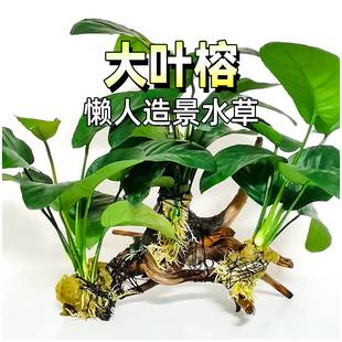 水榕水草三头沉木大叶榕懒人阴性活体生态鱼缸真草植物造景水草