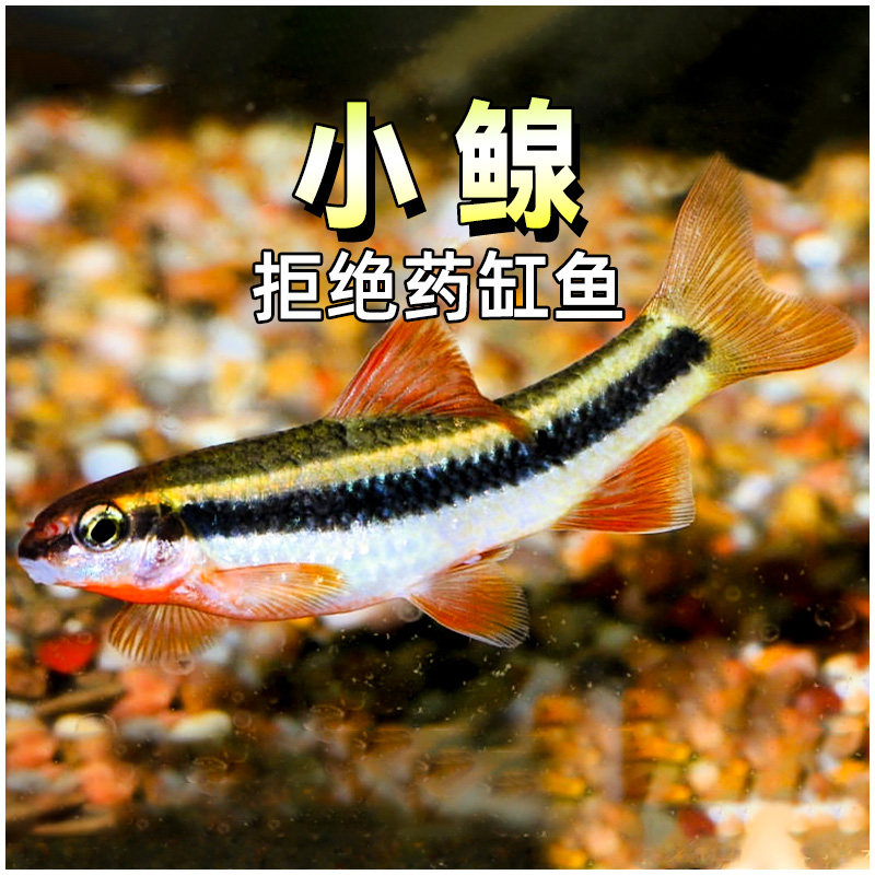 小鳈鱼江西鳈荷叶鱼原生溪流小泉鱼冷水鱼工具鱼除藻活体