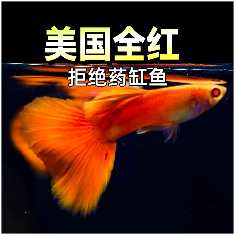 美国全红淼淼水族孕母孔雀鱼临产