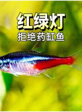 红绿灯宝莲灯霓虹灯淡水草缸小型群游热带观赏灯科鱼霓虹红莲灯鱼