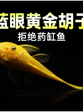 蓝眼黄金胡子大帆工具鱼迷彩胡子