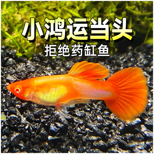 鸿运当头红头鱼风旺热带鱼凤尾鱼