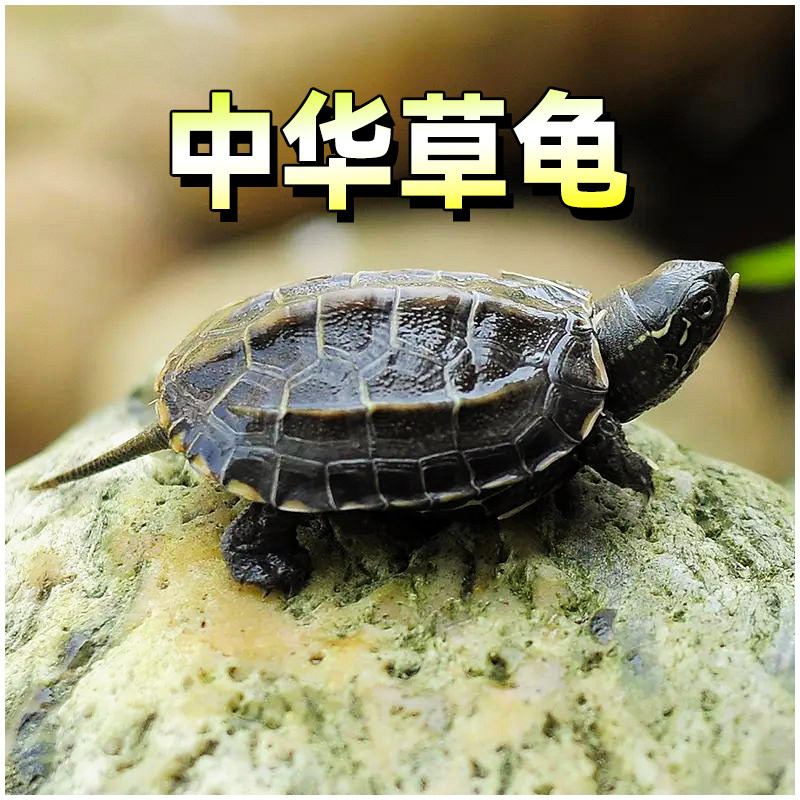 中华草龟乌龟活物金线小乌龟外塘纯种黑腹长寿宠物龟观赏龟,宠物/宠物食品及用品,龟/鳖,淘宝优惠券,粉丝福利购,淘宝优惠卷