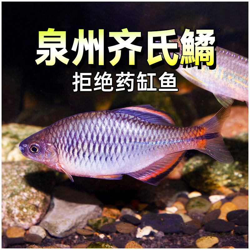 泉州齐氏鱊冷水观赏鱼鳑鲏鱼好养淡水不加温原生小型淡水鱼溪流鱼