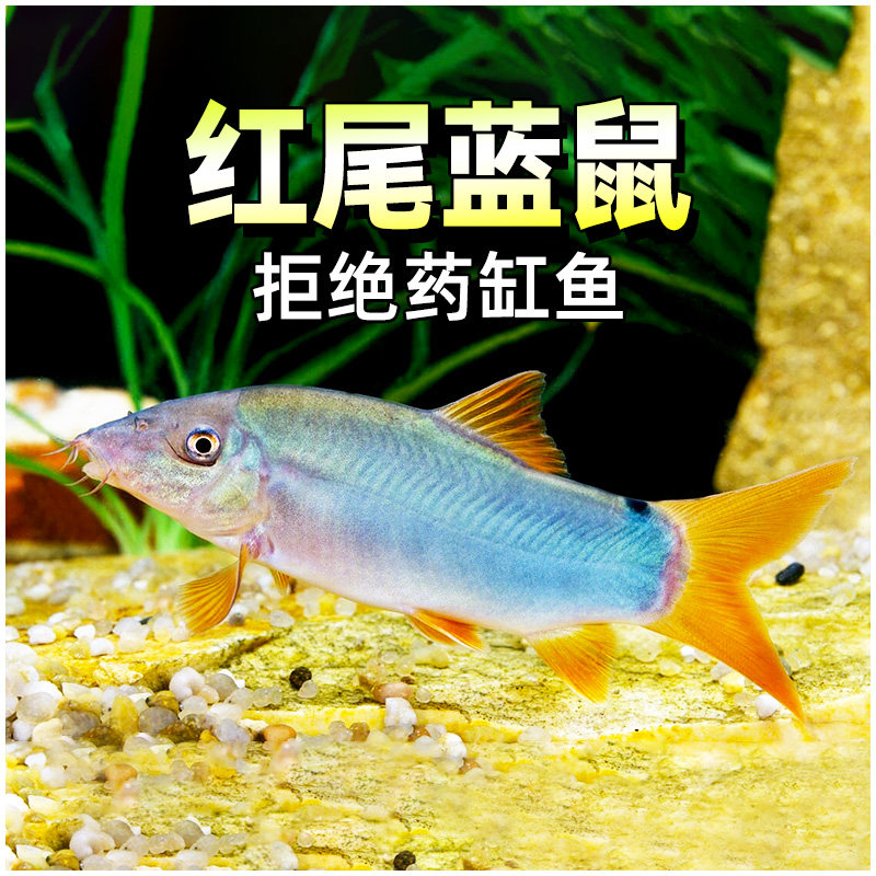 红尾蓝鼠中小型热带观赏鼠鱼泰国进口蓝皮鼠底层清缸工具鱼活体