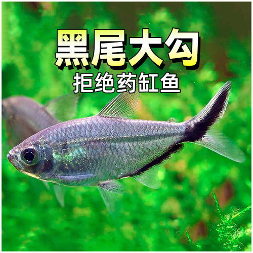 黑尾大勾群游扯旗灯鱼观赏鱼包邮