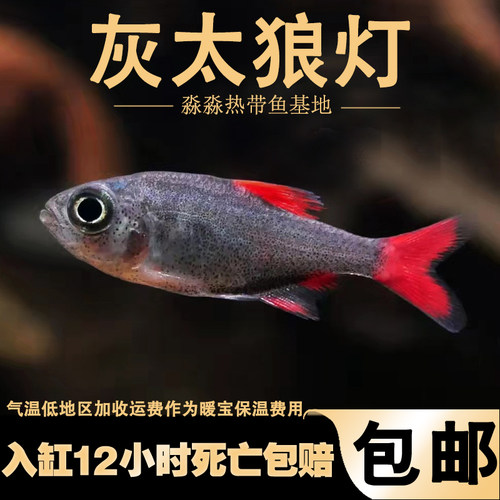 灰太狼灯鱼黑丝绒红旗灯鱼