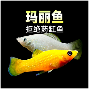 玛丽鱼胎生金银黑玛丽鱼月光鱼小型淡水新手宠物鱼热带观赏鱼活体