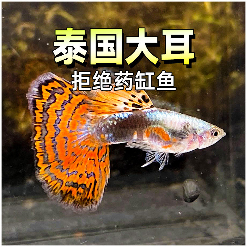 泰国大耳朵孔雀鱼精品大尾巴蝶翼马赛克鱼水草缸热带怀孕母鱼临产