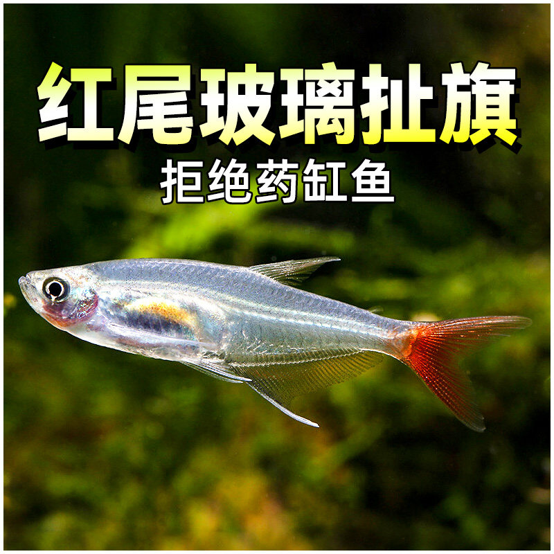 灯科鱼灯科鱼活体红尾玻璃鱼玻璃体灯玻璃鱼灯活体透明玻璃鱼活体