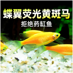 蝶翼荧光黄斑马鱼红绿灯鱼天使鱼小型活鱼热带观赏鱼新手好养包活