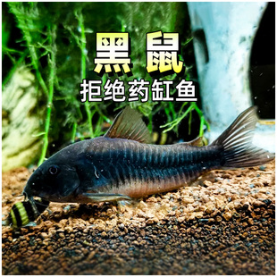 委内瑞拉黑鼠与青鼠热带鱼底栖鼠鱼尼罗河南美稀有工具翻砂鱼活体