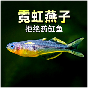 霓虹燕子鱼观赏热带鱼淡水小型鱼水草缸活体灯鱼灯科鱼珍珠燕子鱼