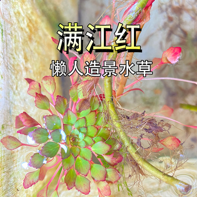 满江红浮萍水草满江红珊瑚浮萍