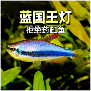 蓝国王灯热带灯科鱼水草缸群游帝王灯蓝帝提灯国王皇后灯鱼活体鱼