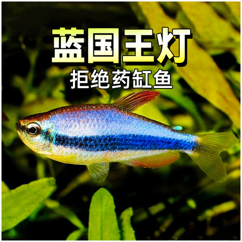 蓝国王灯鱼热带鱼灯科鱼广州发货