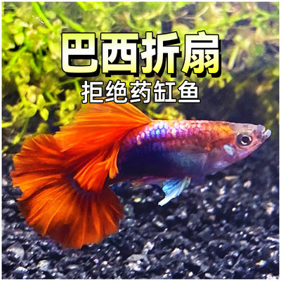 巴西折扇精品大尾巴临产孕母纯种