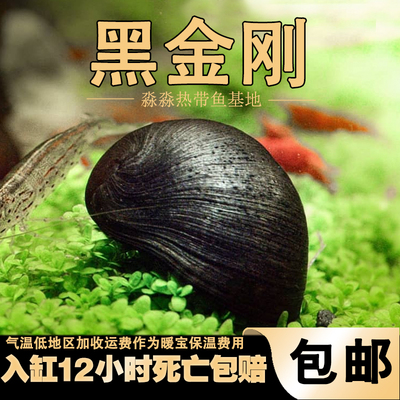 黑金刚螺水草缸清洁淡水除藻