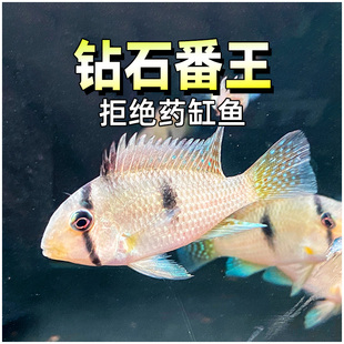 钻石番王南美慈鲷食土鲷淡水鱼玛拉莫斯维尼蓝关刀番王短鲷活体鱼