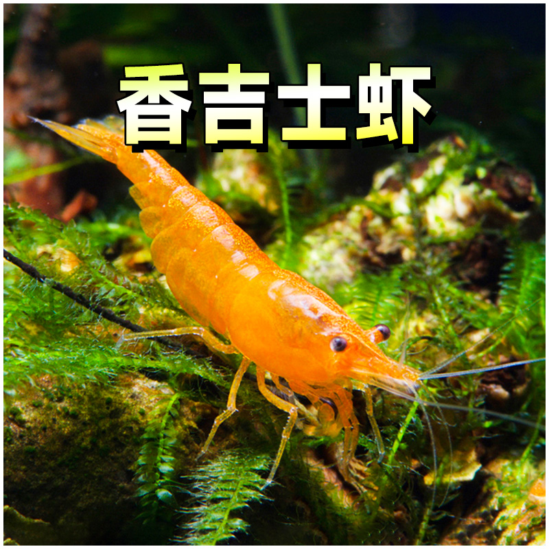 香吉士虾米除藻观赏虾橙琉璃樱花