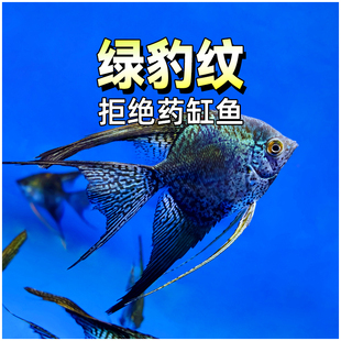 长翅绿豹纹神仙鱼大型燕子鱼豹点秘鲁热带淡水鱼观赏鱼活体