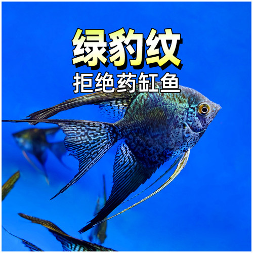 绿豹纹神仙鱼大型燕子鱼
