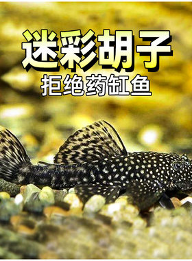 广东发货全国包邮包损吃水藻青苔