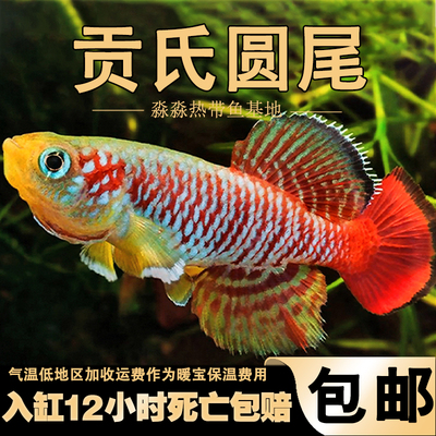 贡氏圆尾鳉鱼小型鳉科鱼