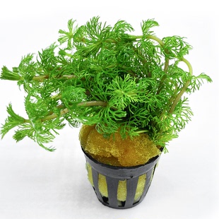 水草合集绿藻球小水榕一叶莲圆心萍竹节草红松尾草水缸植物造景