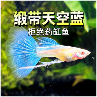 缎带天空蓝白孔雀鱼精品大c纯种大尾巴高端热带鱼观赏水草缸淡水