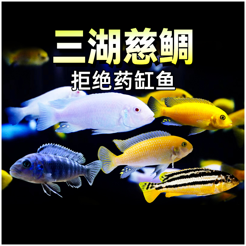 三湖慈鲷鱼热带观赏鱼