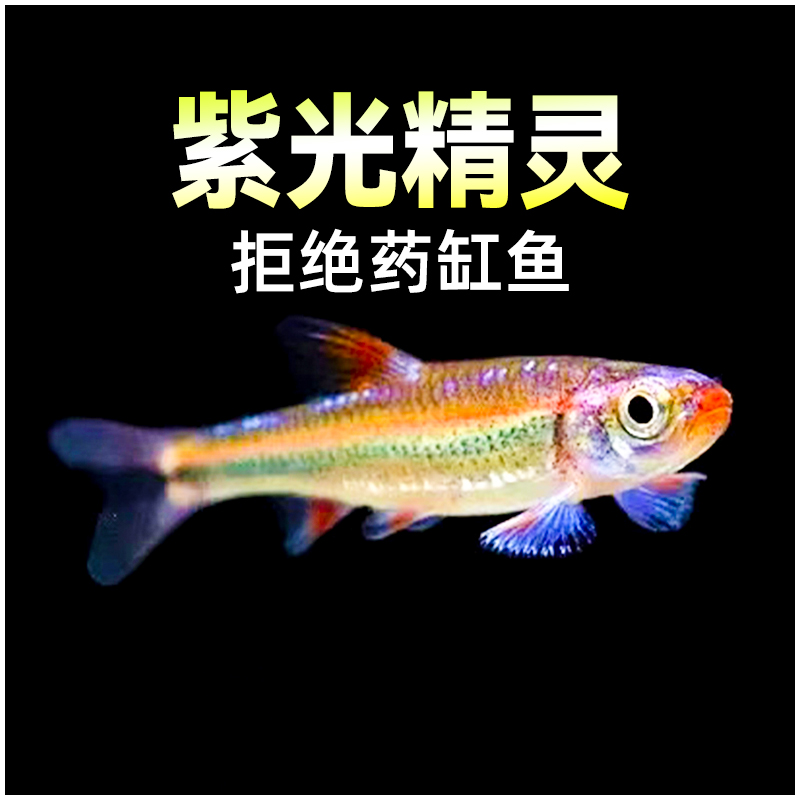 紫光精灵鱼南美水草缸幻彩霓虹灯