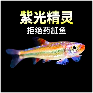 紫光精灵鱼南美水草缸幻彩霓虹灯鱼热带观赏鱼小型耐寒冷水鱼活体