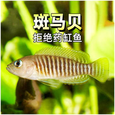 斑马贝热带小型活体三湖慈鲷
