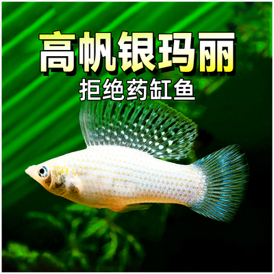 高帆银玛丽胎生鱼淡水高鳍
