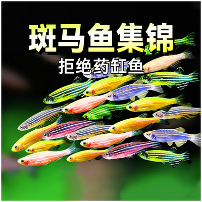 斑马鱼热带观赏鱼七彩荧光斑马小型淡水宠物鱼新手好养灯科鱼活体