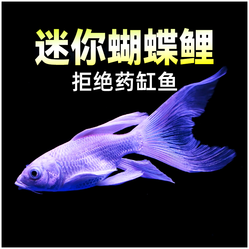 蝴蝶鲤淡水观赏鱼小型