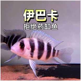 伊巴卡六间三湖慈鲷鱼热带淡水坦鲷萨伊蓝六间高端龙鱼配鱼活体