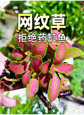 网纹草树叶白色网纹叶子有茎植物景观绿植室内鱼缸前景造景淡水草