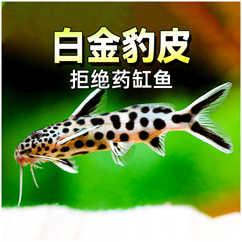 南美白金豹皮鱼倒吊猫大胡子大帆波丽斑马热带鱼慈鲷底栖鱼活体鱼