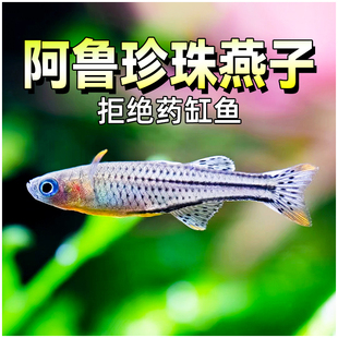 阿鲁珍珠燕子鱼热带观赏鱼 大帆甜心燕子新手小型草缸群游鱼活体