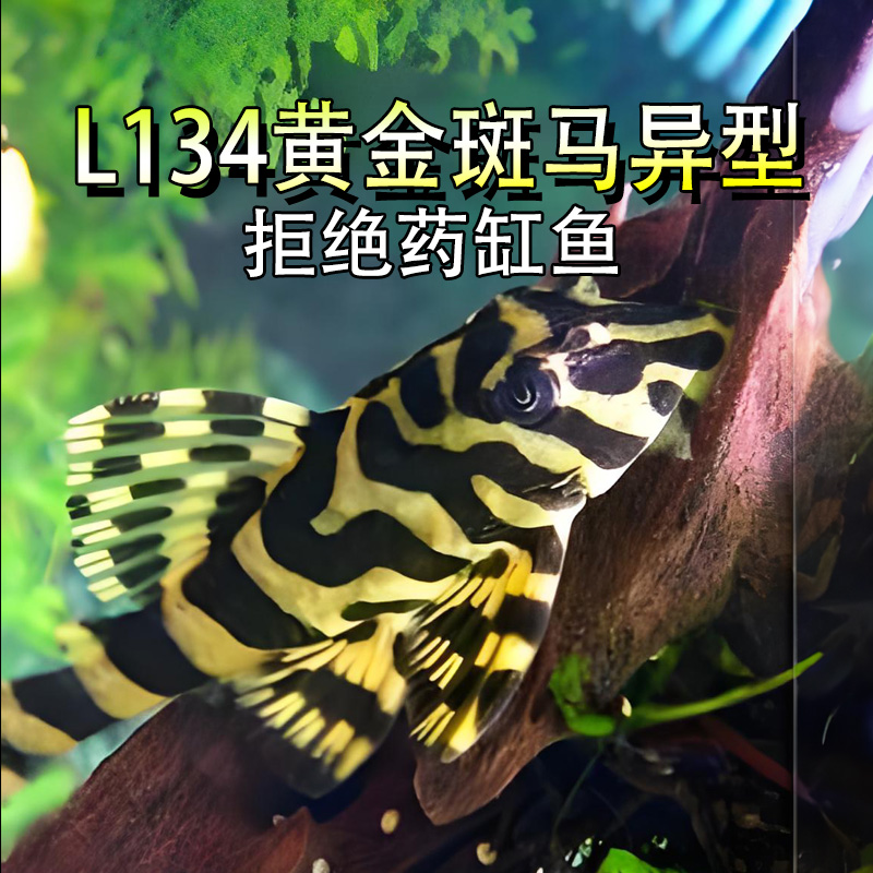 黄金斑马异型鱼热带鱼南美异型鱼