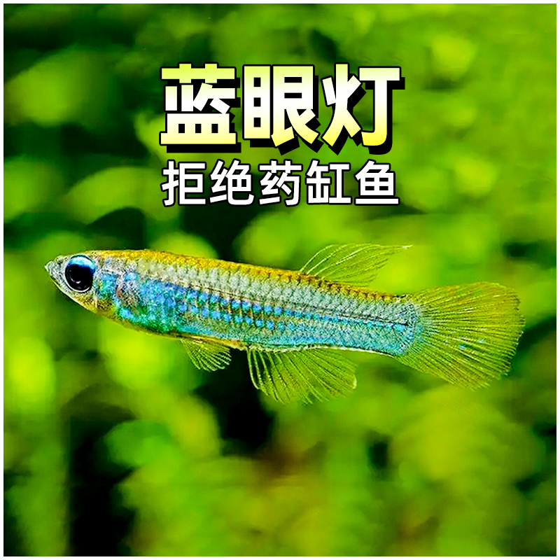 原生小型中层鱼蓝眼幽灵灯鱼