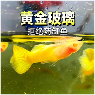 黄金玻璃体孔雀鱼小型热带观赏鱼透明黄金孔雀鱼淡水凤尾活体