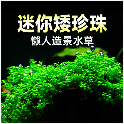 迷你矮珍珠水草植物鱼缸造景