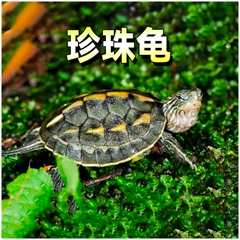 珍珠龟观赏宠物龟小型中华花龟台湾六线草龟纯正长寿龟活体水龟