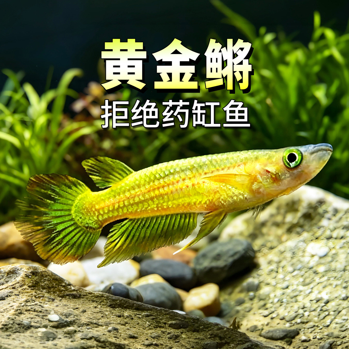 黄金鳉淡水热带观赏鱼灯鳉科水草缸印度小金龙鱂科草缸小型活体鱼